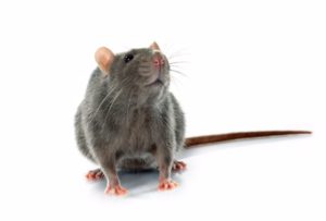 הדברה אלקטרונית נגד עכברים