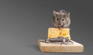 מה לעשות עם עכבר שנתפס במלכודת