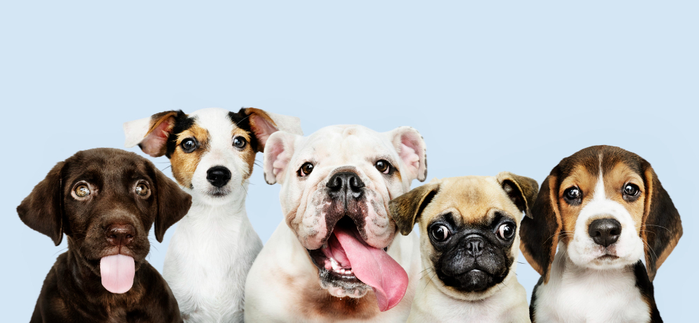 בריאות הפה ודלקות חניכיים בכלבים